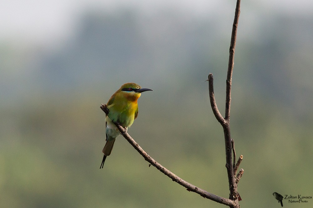 Blue-tailed Bee-eater - ML324099431