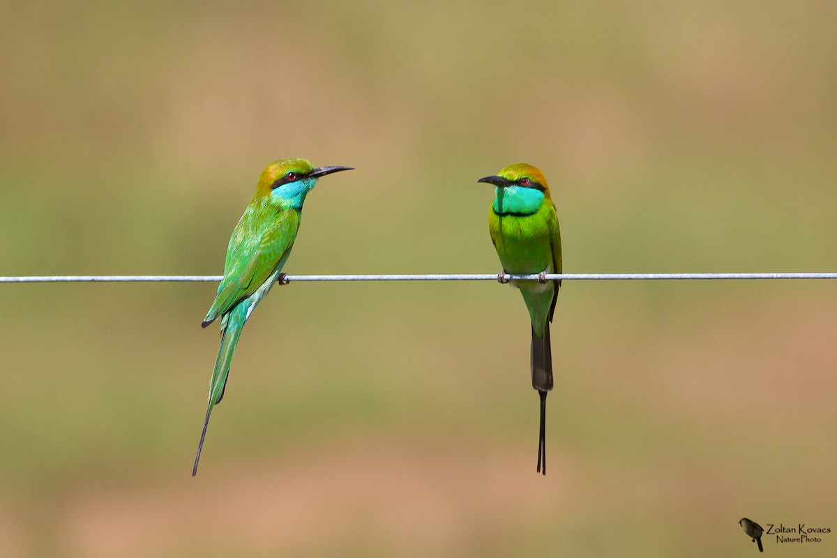 Asian Green Bee-eater - Zoltan Kovacs