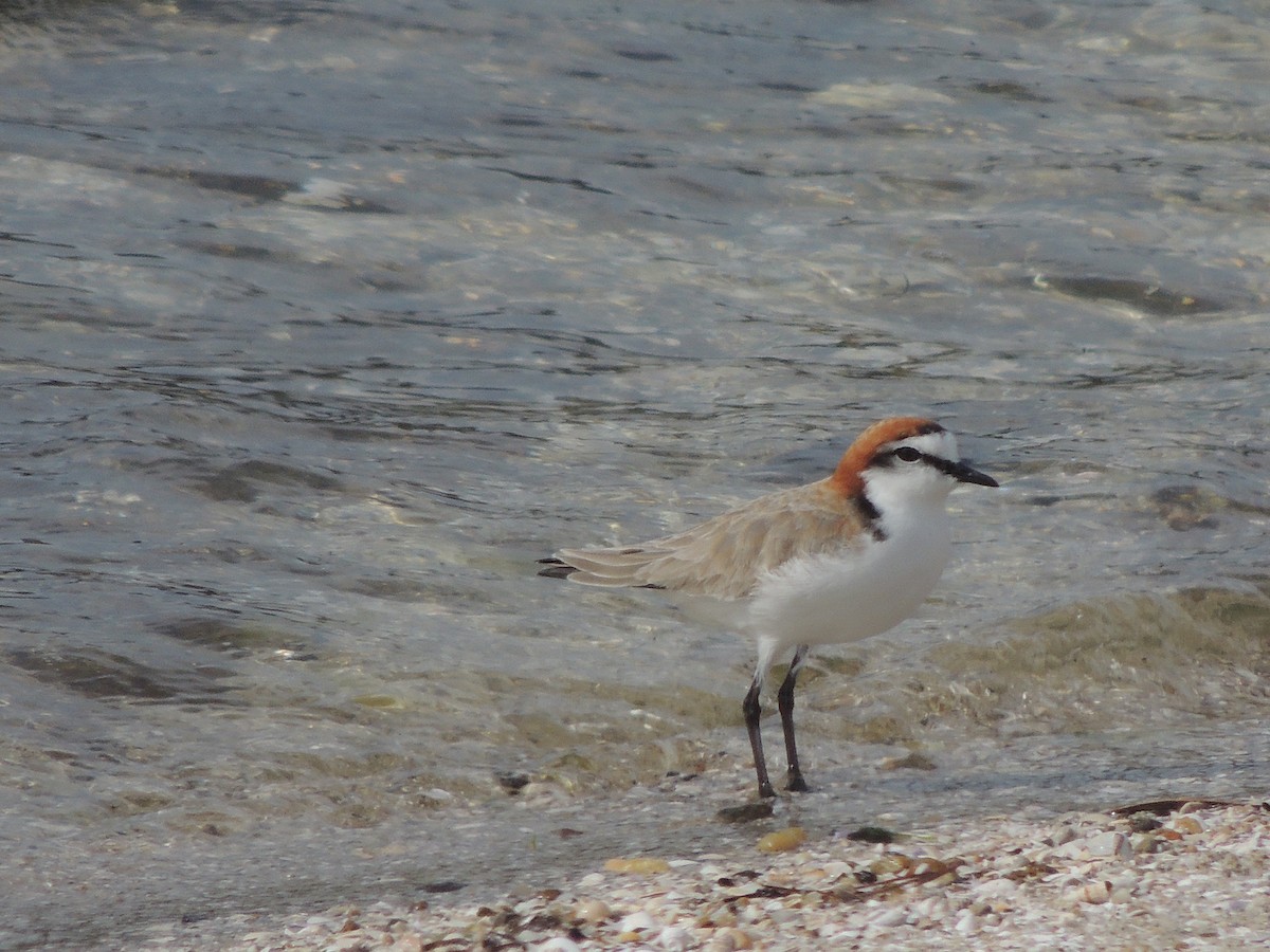 Red-capped Plover - ML324109251