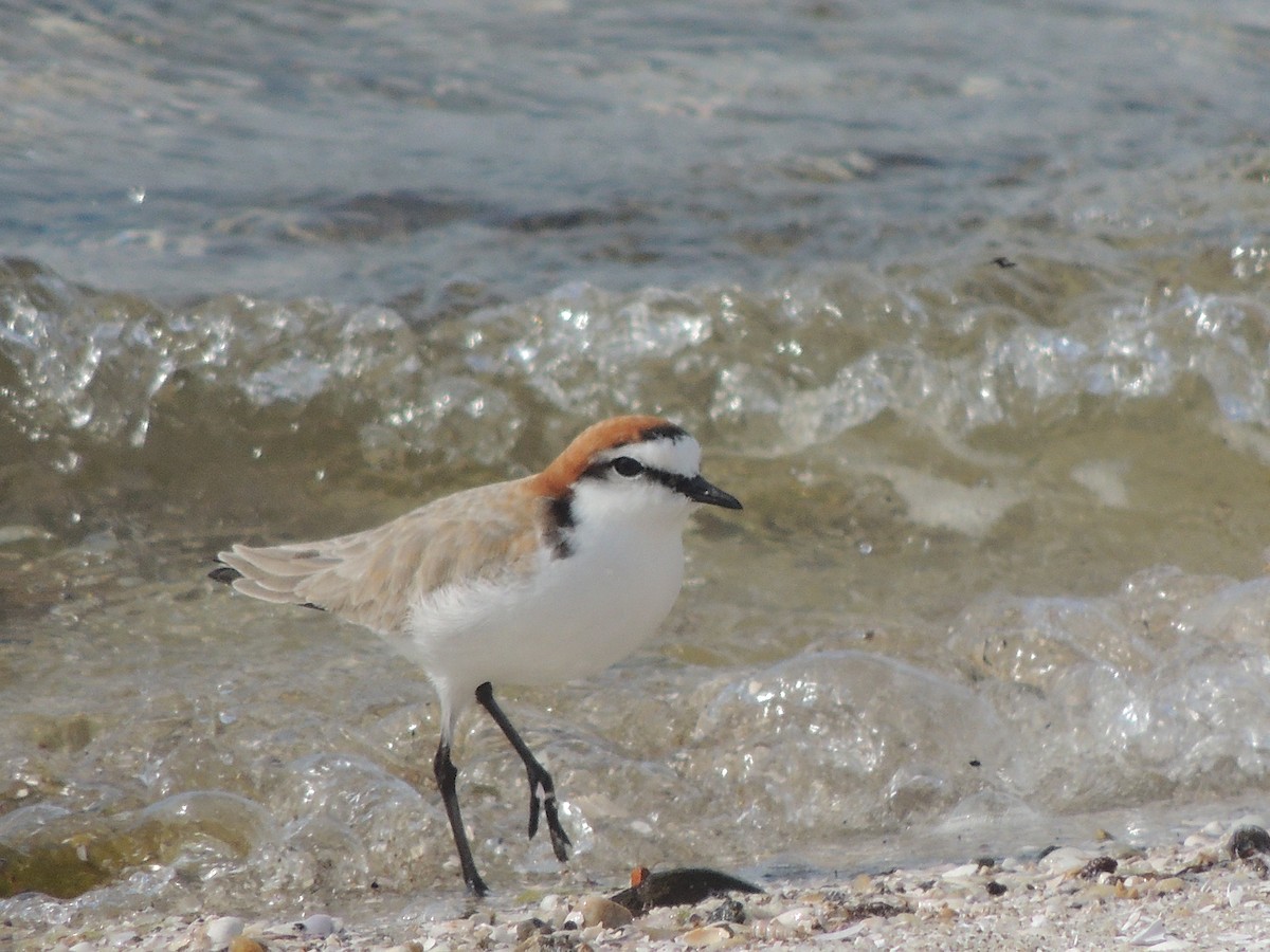 Red-capped Plover - ML324109271