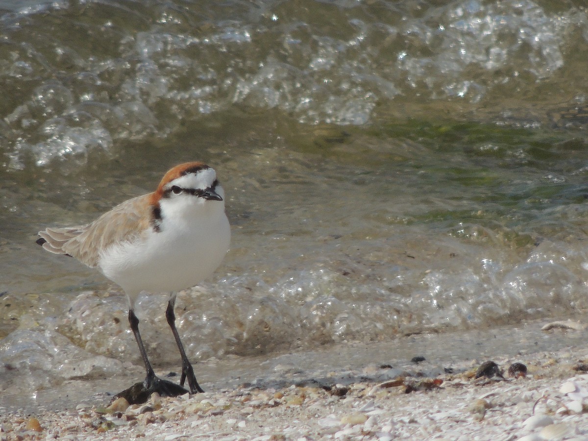Red-capped Plover - ML324109391