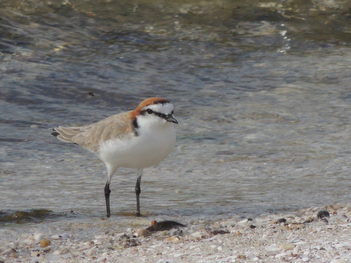 Red-capped Plover - ML324109401