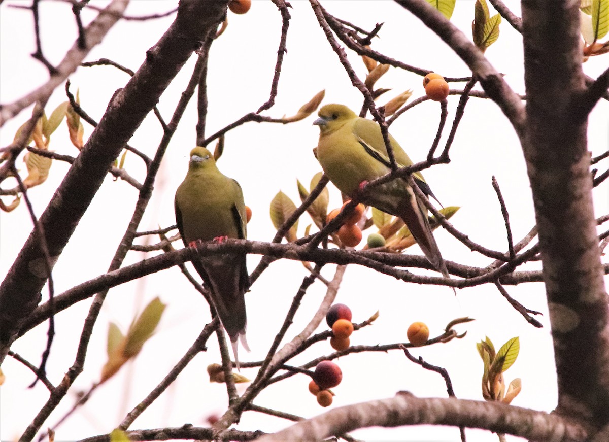 Pin-tailed Green-Pigeon - dhanapal kondasamy