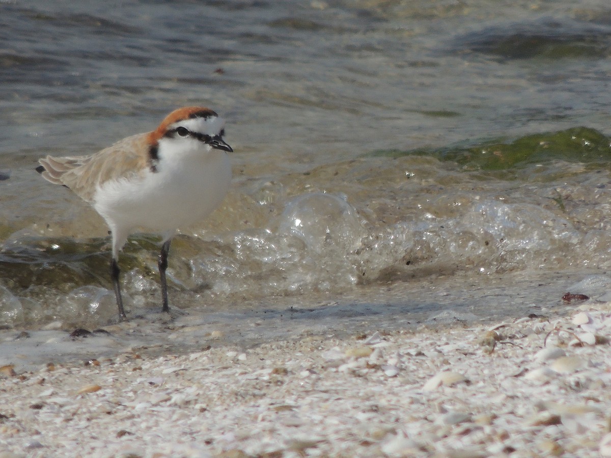 Red-capped Plover - ML324109821