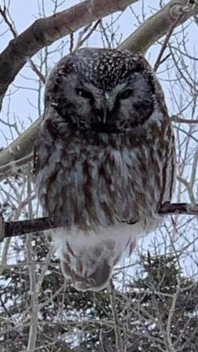 Boreal Owl - ML324110031