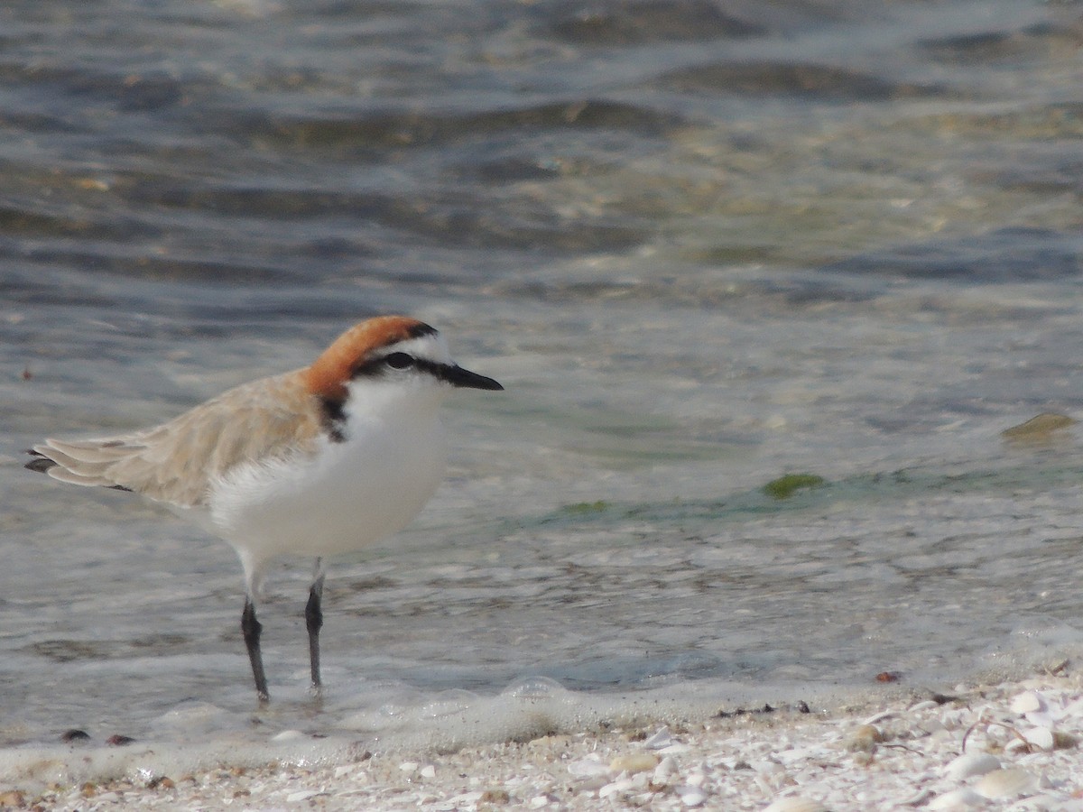 Red-capped Plover - ML324110251
