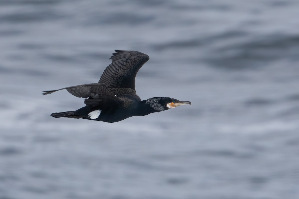 Great Cormorant - Blair Dudeck