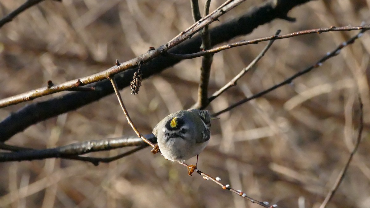 Golden-crowned Kinglet - Avery Fish