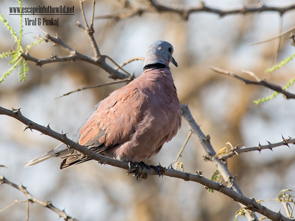 Red Collared-Dove - ML324124311