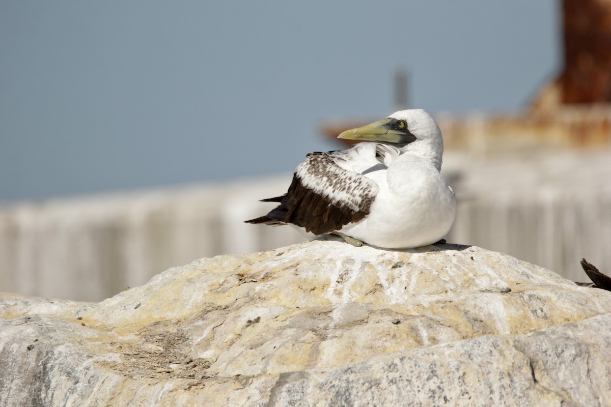 Masked Booby - ML324133361