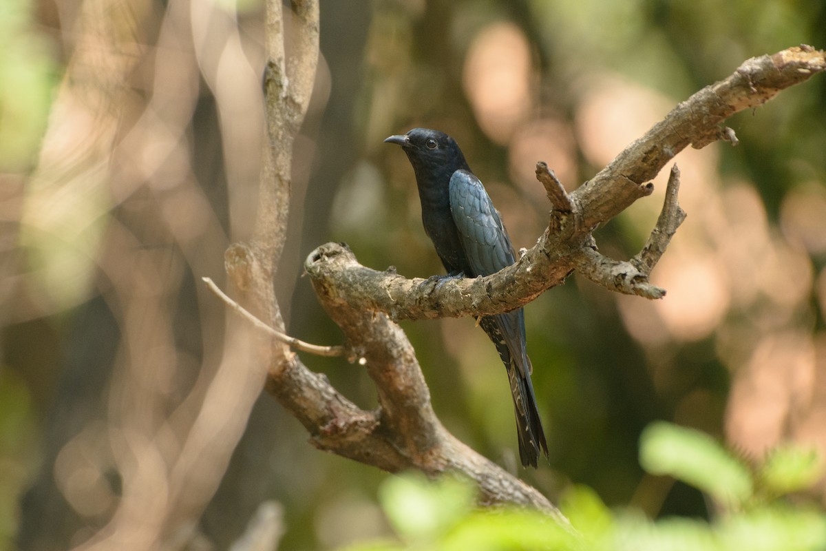 Square-tailed Drongo-Cuckoo - Vatcharavee Sriprasertsil