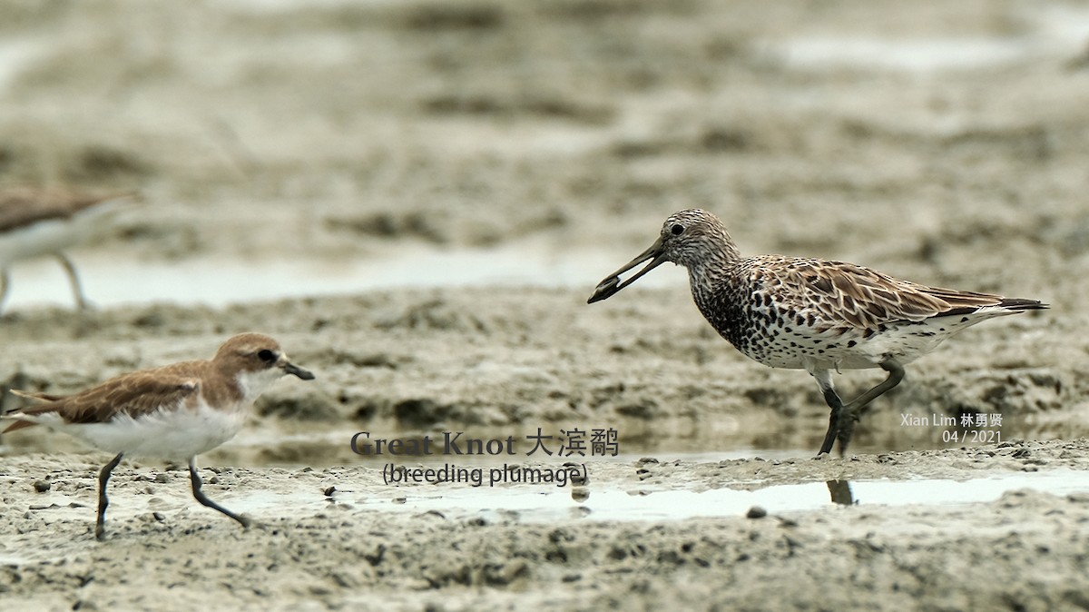 Great Knot - Lim Ying Hien