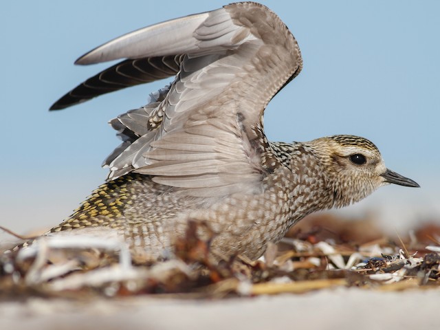 Juvenile - American Golden-Plover - 