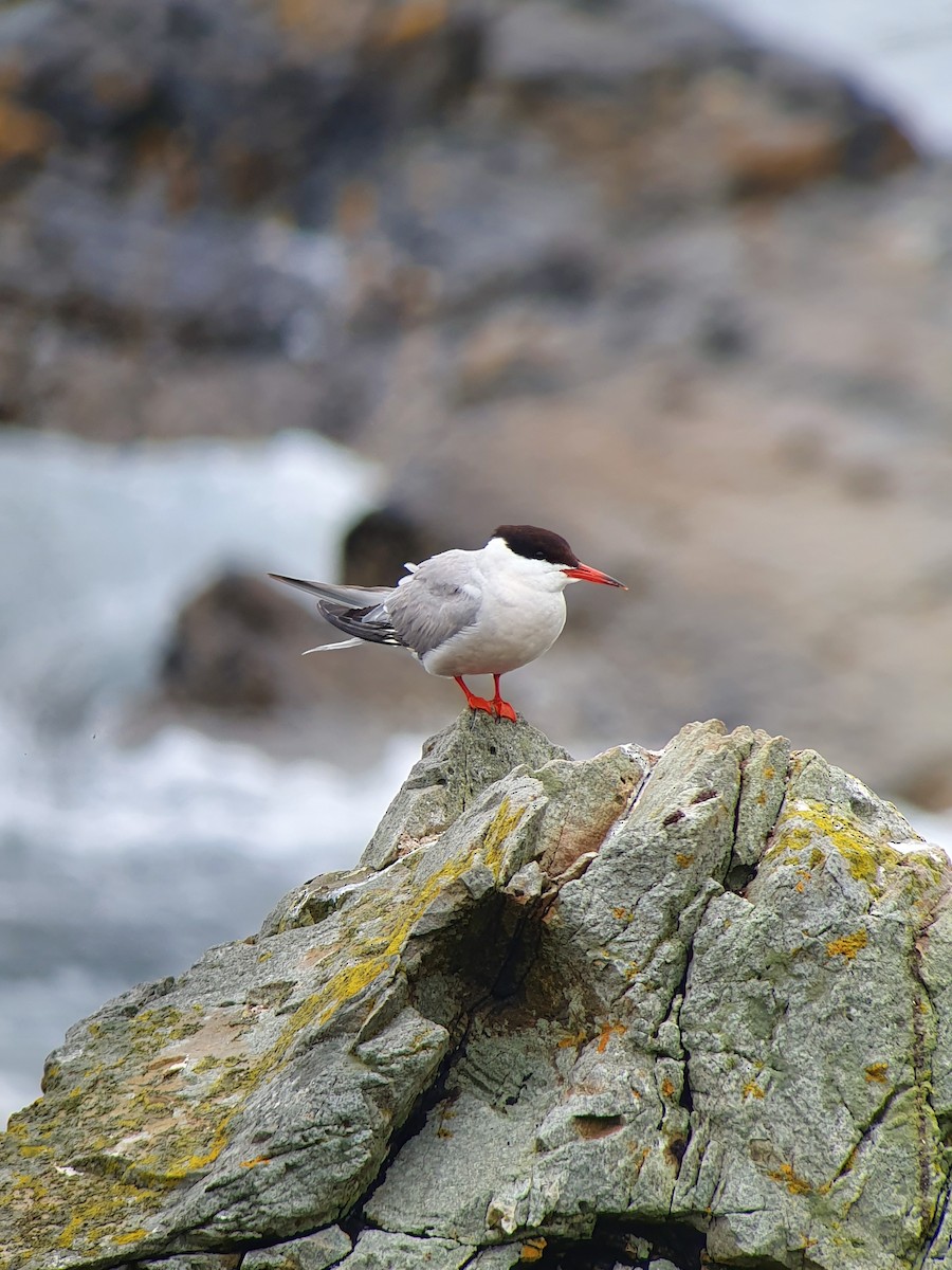 Common Tern - Daniel Gornall