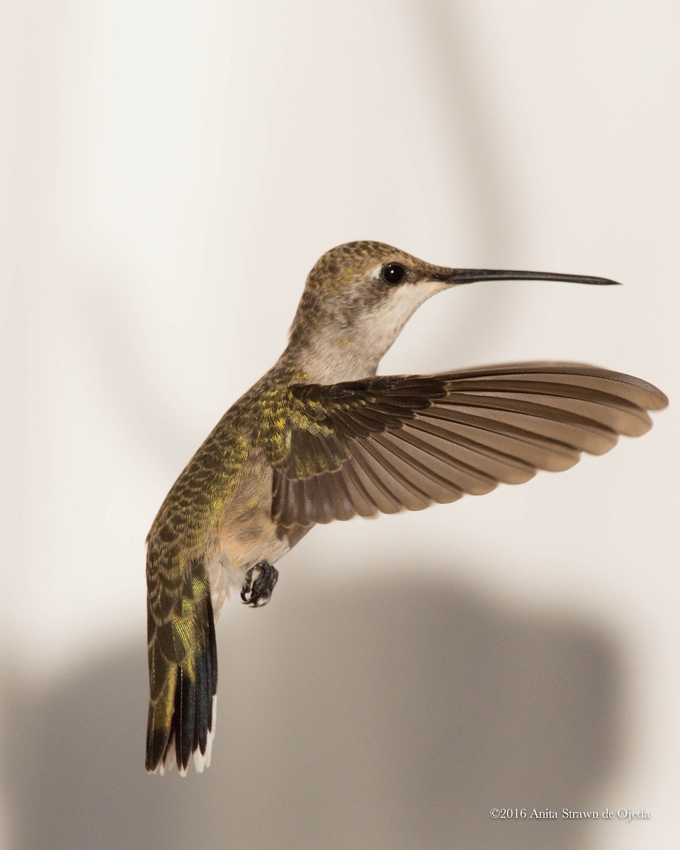 Black-chinned Hummingbird - ML32414771