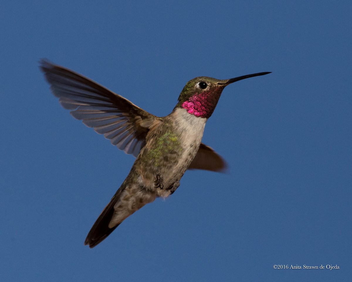 Broad-tailed Hummingbird - ML32414811
