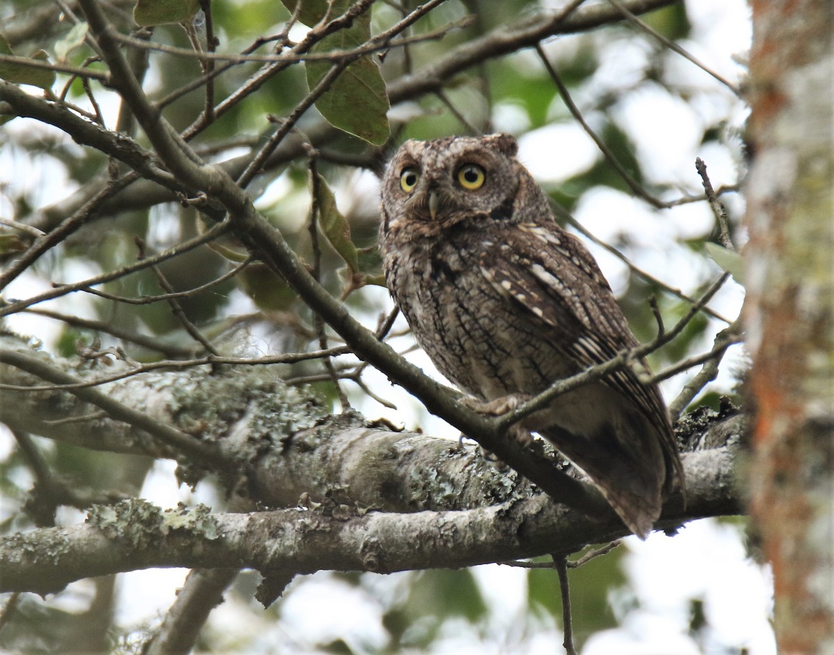 Whiskered Screech-Owl - Josue  de León Lux (Birding Guide) josuedeleonlux@gmail.com +502 3068 8988
