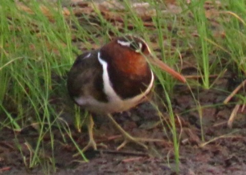 Greater Painted-Snipe - ML32414881