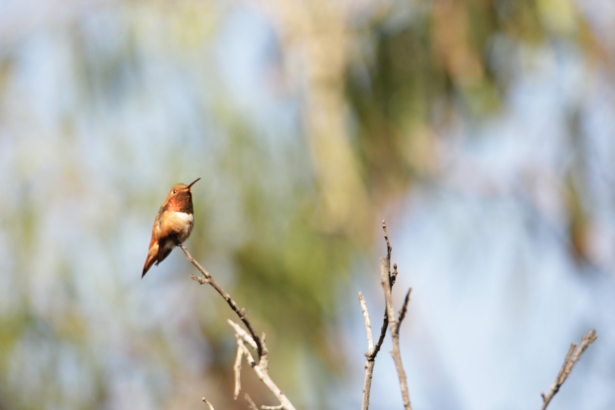 Allen's Hummingbird - Adam Isaacson