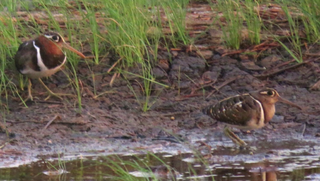 Greater Painted-Snipe - Sumesh PB