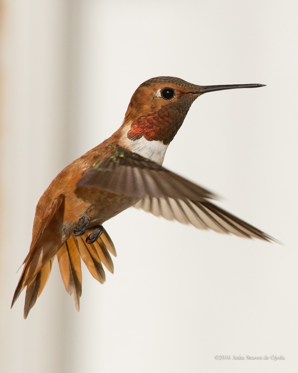 Rufous Hummingbird - Anita Strawn de Ojeda