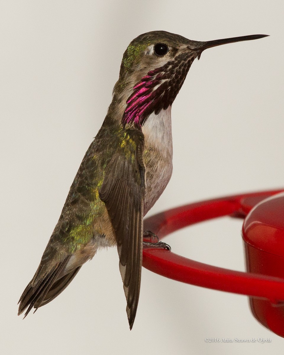 Calliope Hummingbird - Anita Strawn de Ojeda