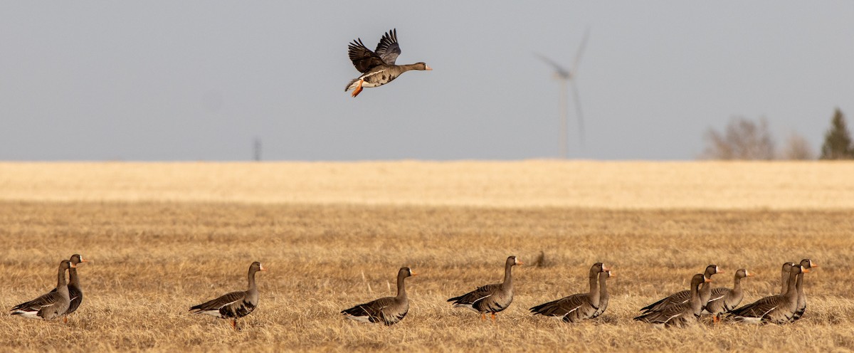 Greater White-fronted Goose - ML324159121