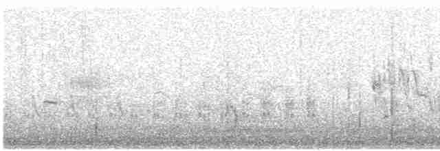 Marsh Wren (griseus) - ML324160811