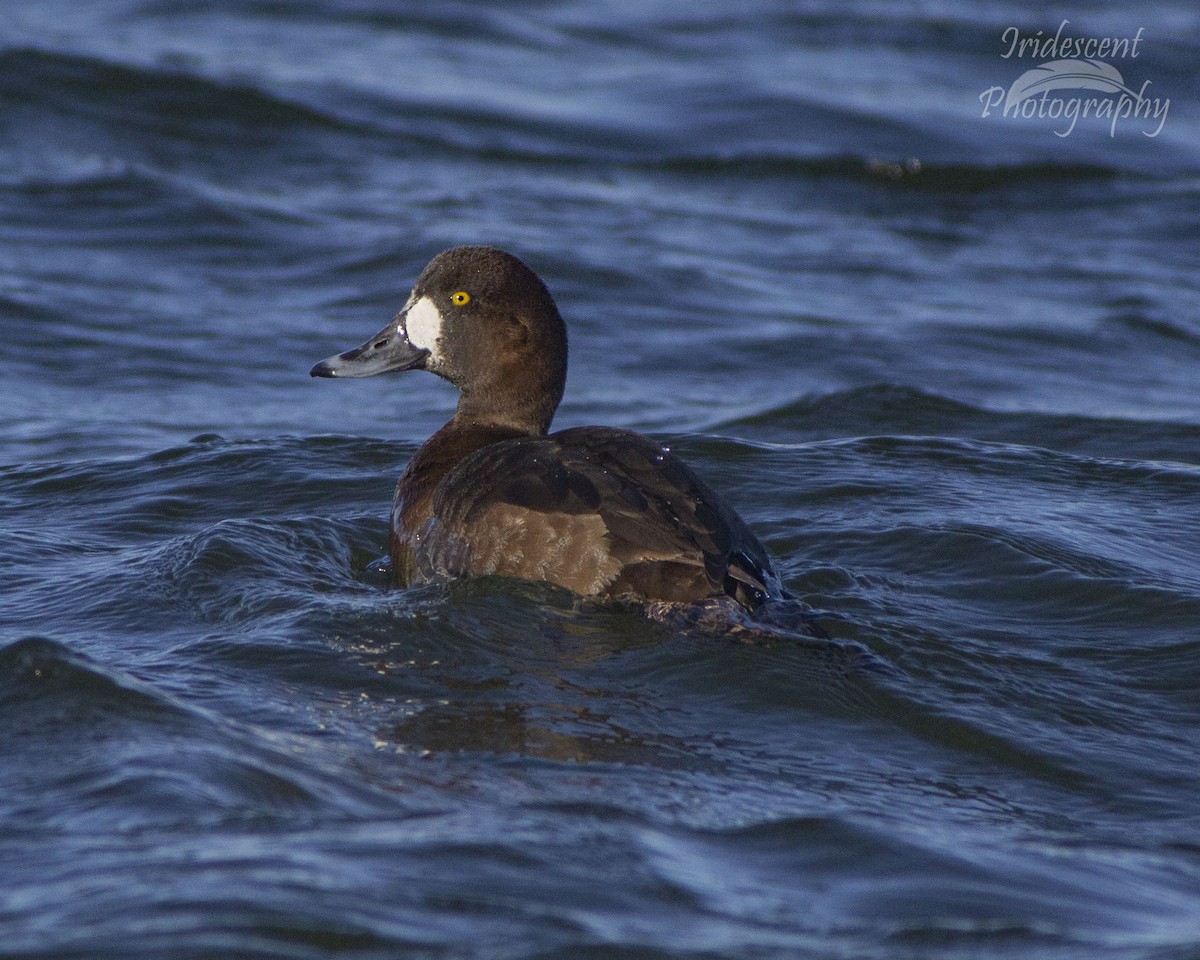 Greater Scaup - Megan Migues