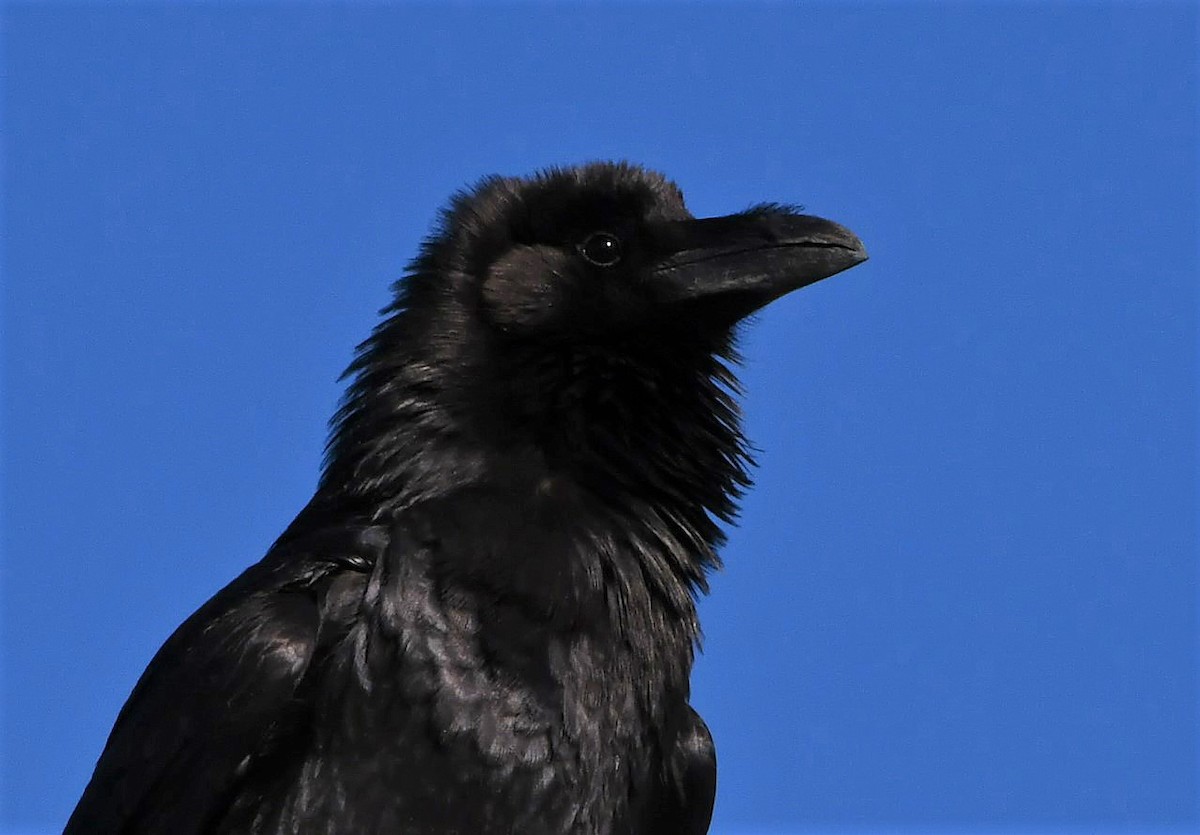 Chihuahuan Raven - David Beaudette