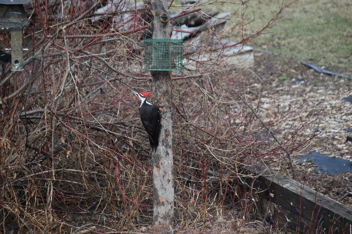 Pileated Woodpecker - Thomas Noren