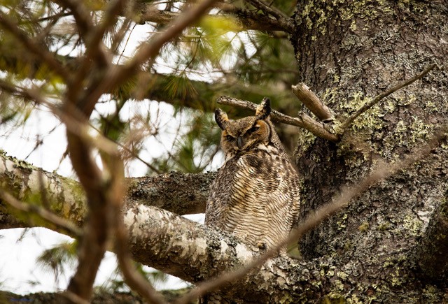 Great Horned Owl - ML324173561