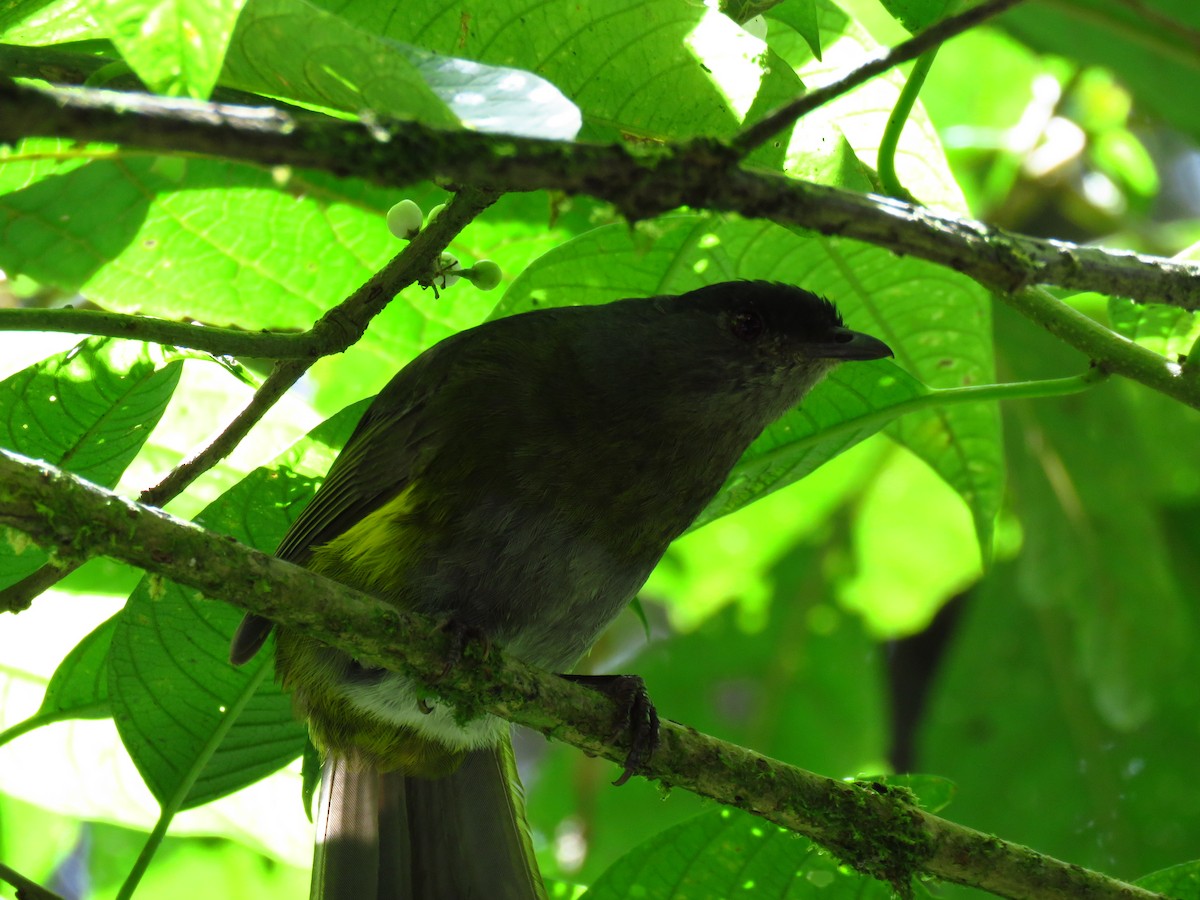 Black-and-yellow Silky-flycatcher - ML32417891