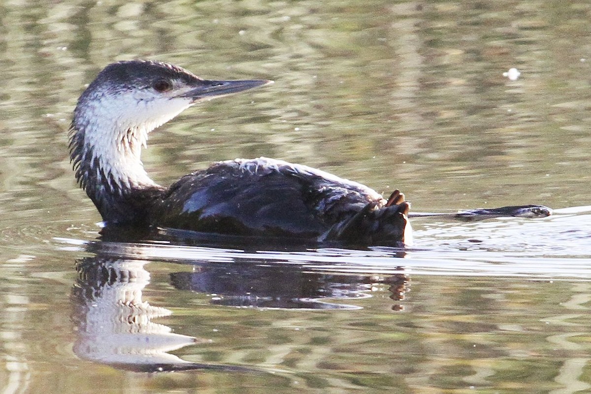 Red-throated Loon - Don Sterba