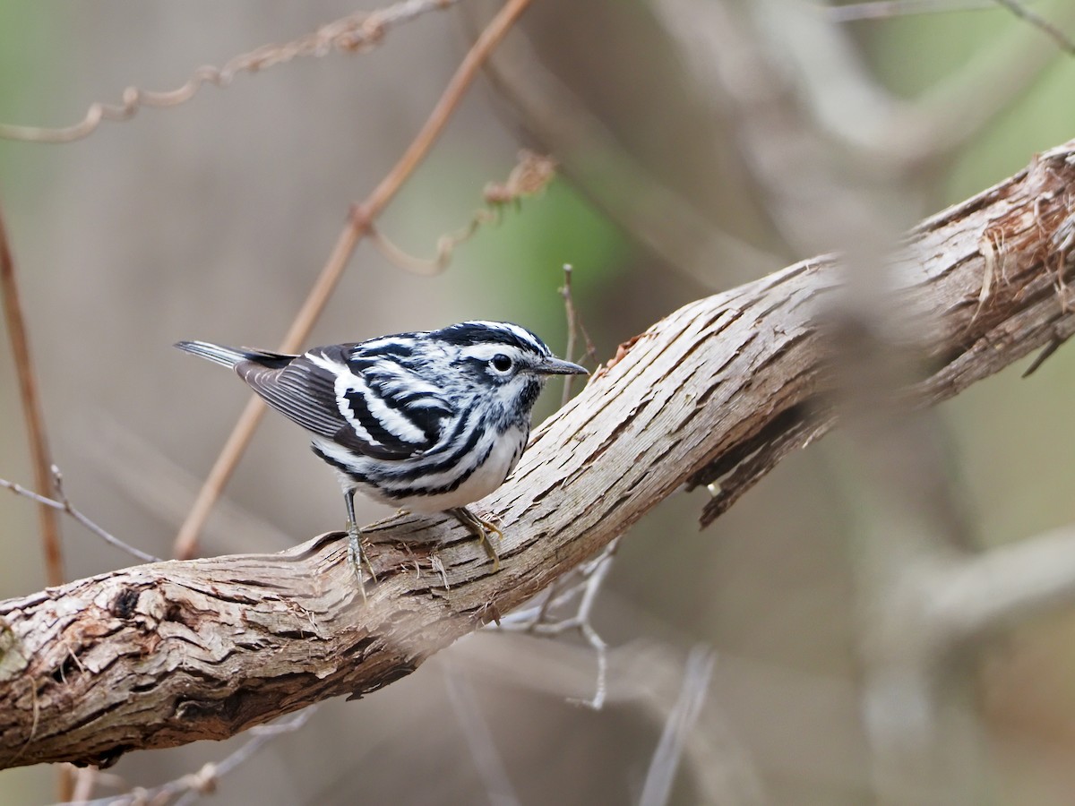Black-and-white Warbler - ML324187981