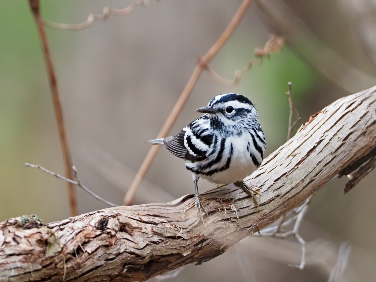 Black-and-white Warbler - ML324188021