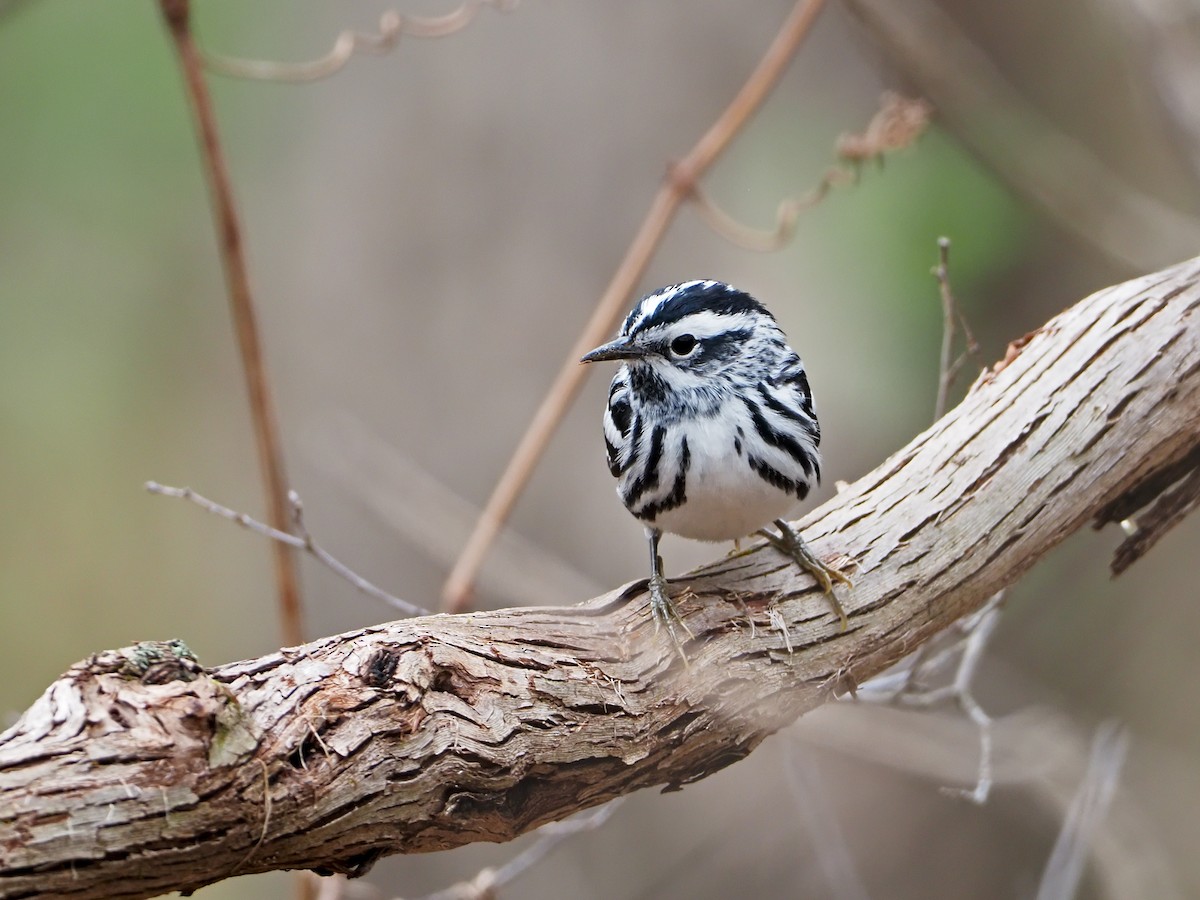 Black-and-white Warbler - ML324188181