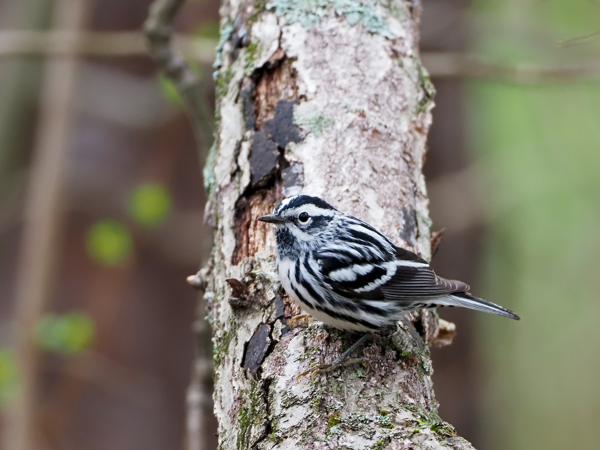 Black-and-white Warbler - ML324188251