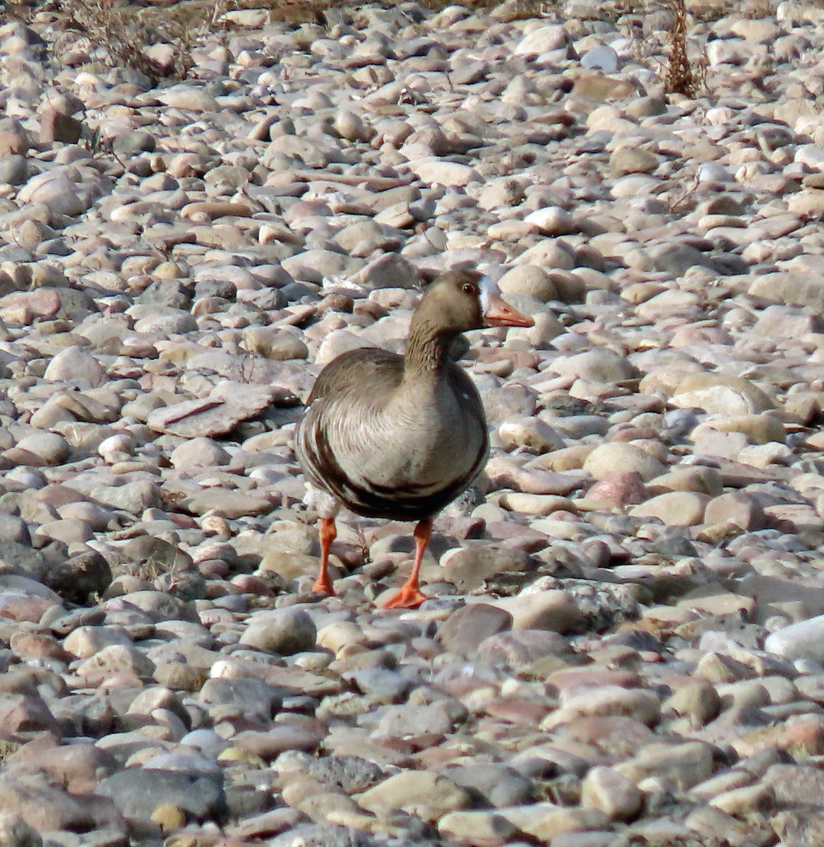 Greater White-fronted Goose - ML324194371