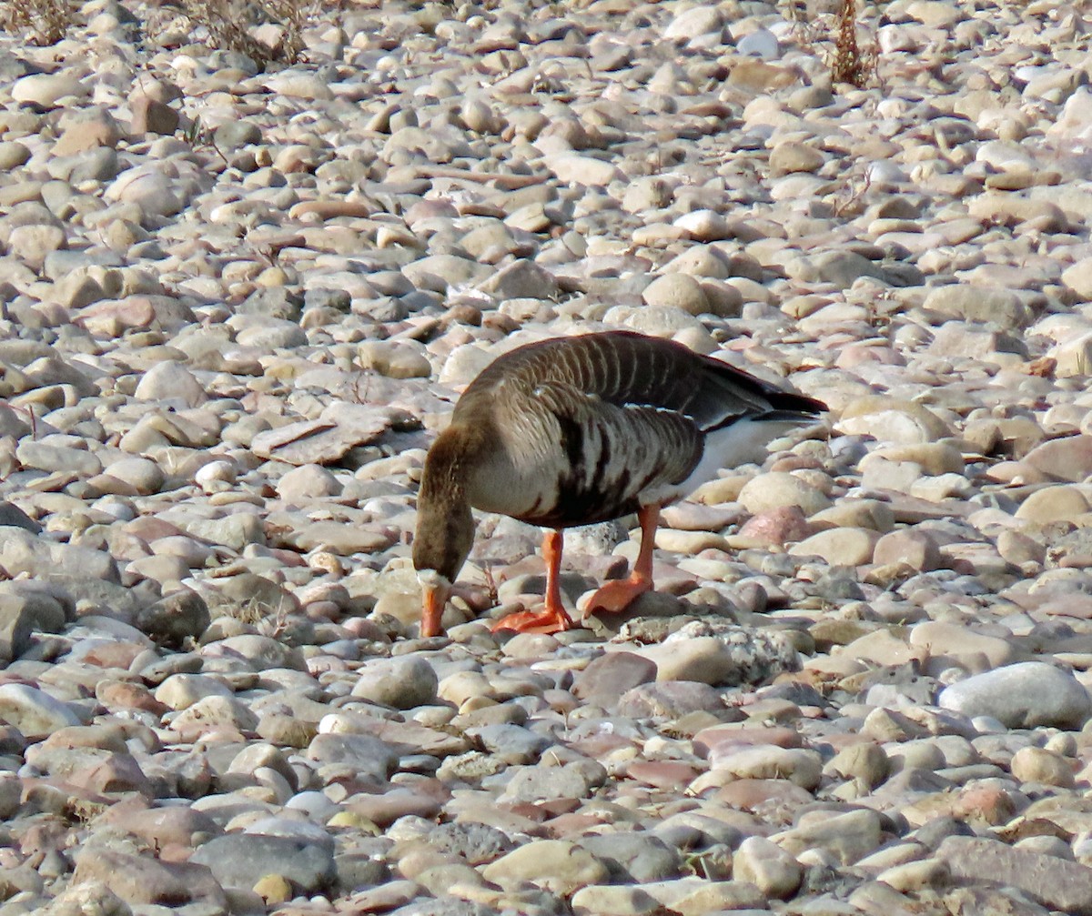 Greater White-fronted Goose - ML324194391