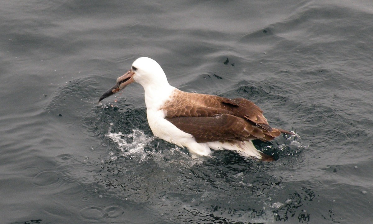 Laysan Albatross - ML32419941
