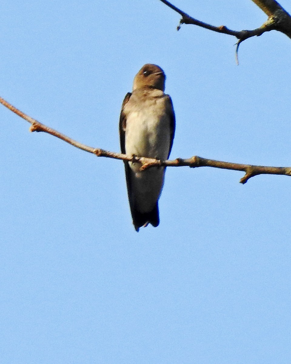 Northern Rough-winged Swallow - ML324203761