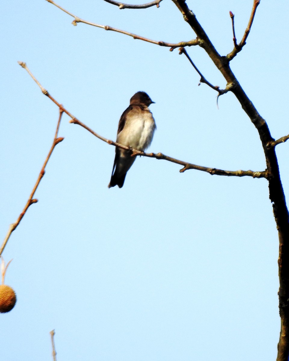 Northern Rough-winged Swallow - ML324203791