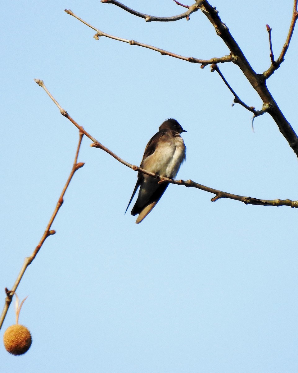 Northern Rough-winged Swallow - ML324203811