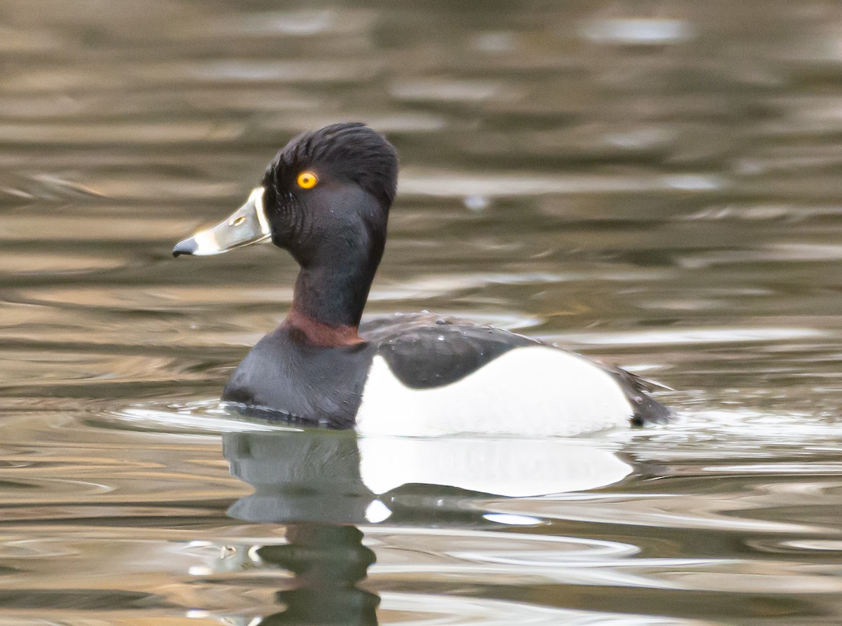 Ring-necked Duck - ML324205661