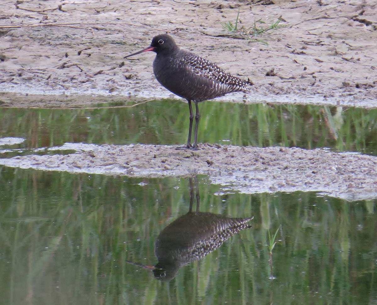 Spotted Redshank - ML324206441