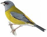 Grey-hooded Sierra Finch Illustration