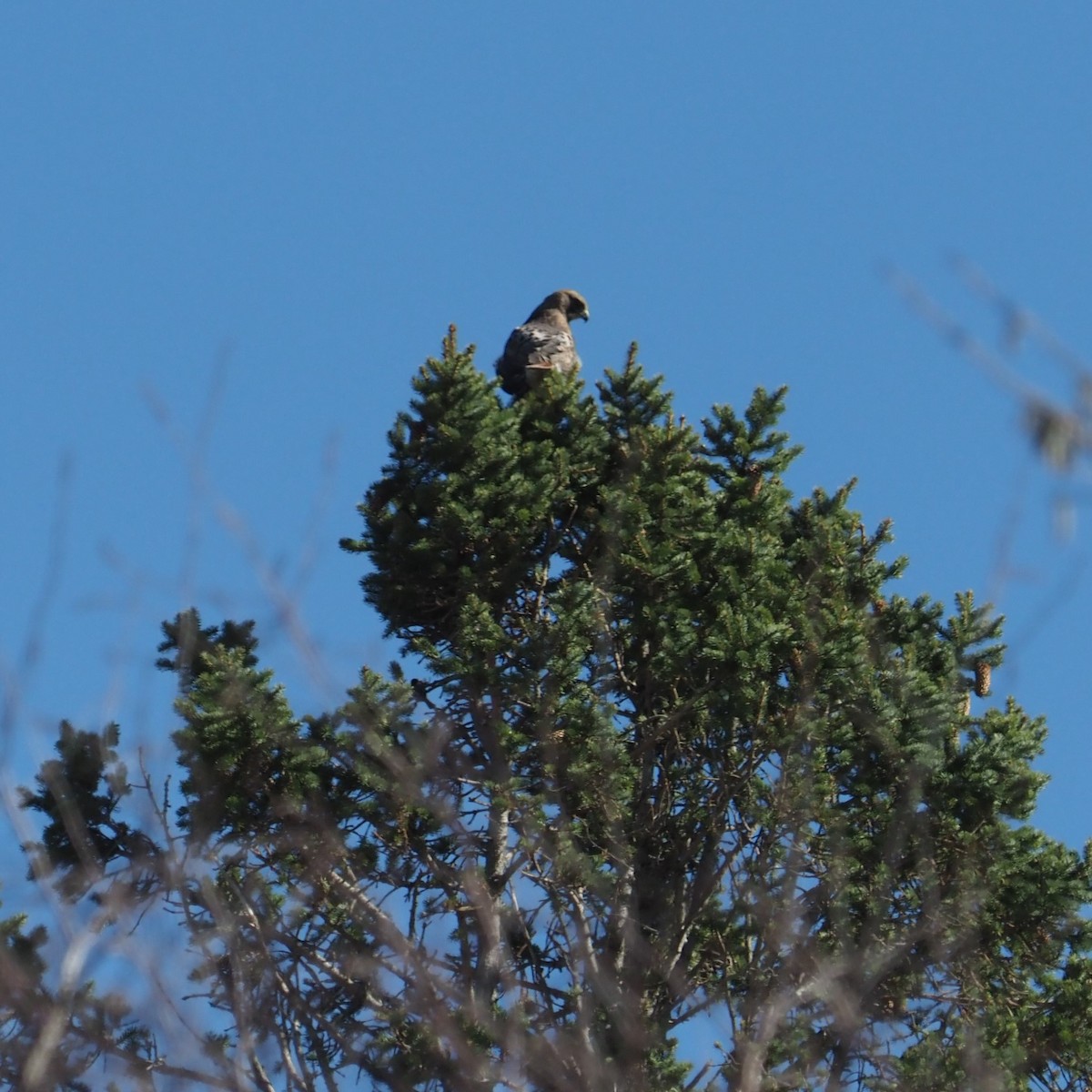 Red-tailed Hawk (borealis) - ML324220341