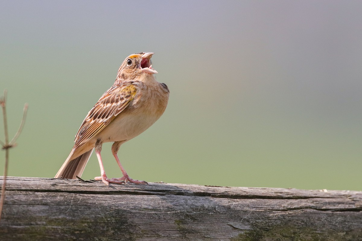 Grasshopper Sparrow - ML324224131