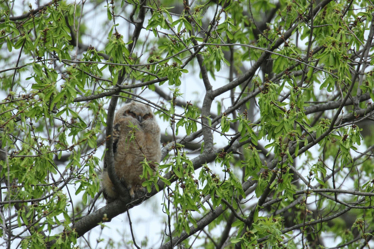 Great Horned Owl - ML324225231